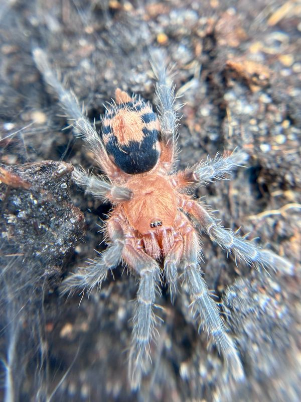 Cyriocosmus perezmilesi (1cm KL)