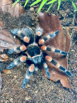 Brachypelma hamorii (3,5cm KL DNZ 11/20)