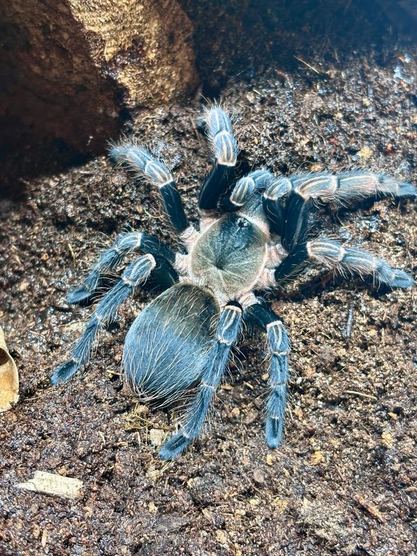 Vitalius paranaensis (4cm KL)