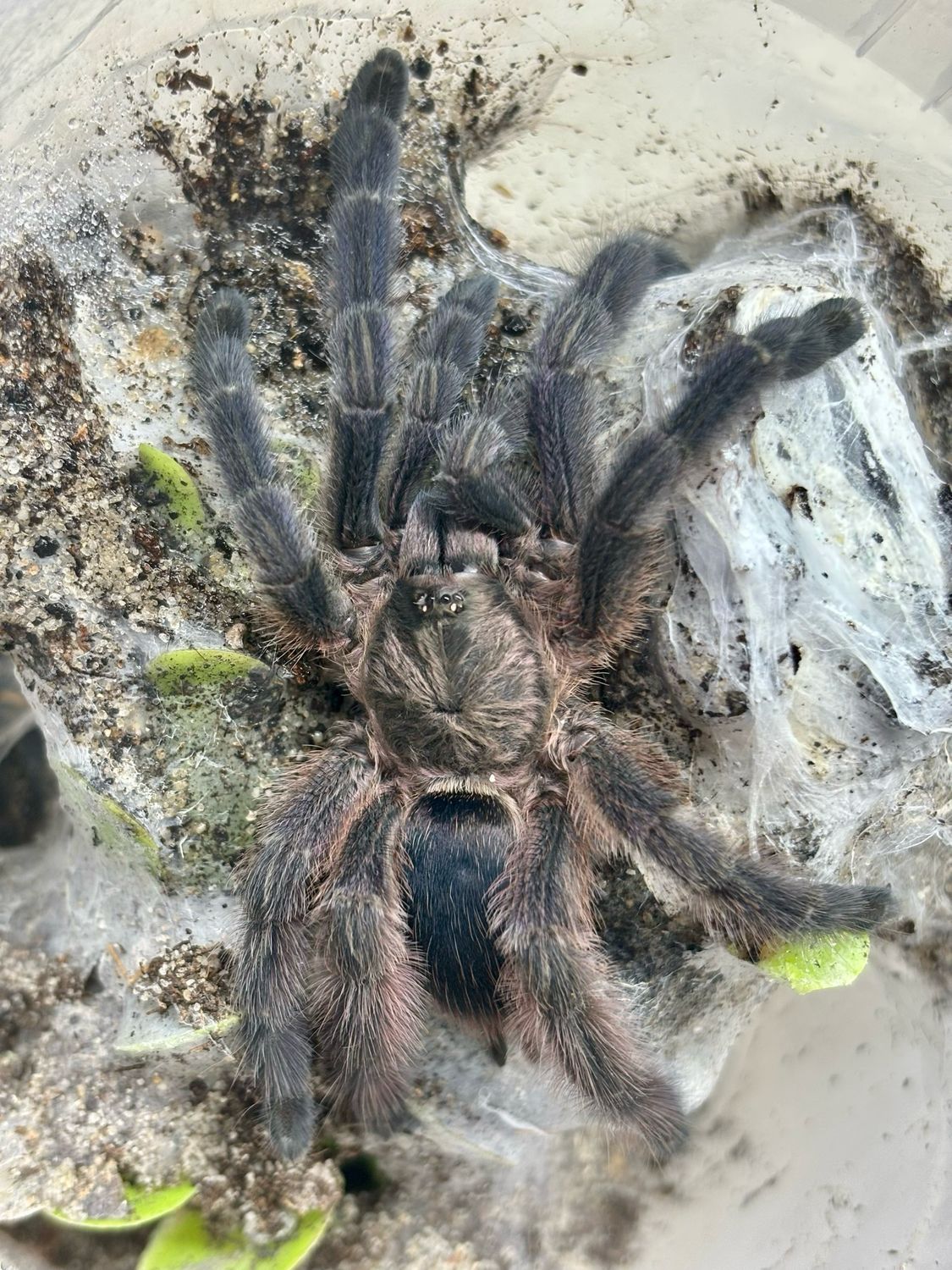 Tapinauchenius polybotes (3cm KL)