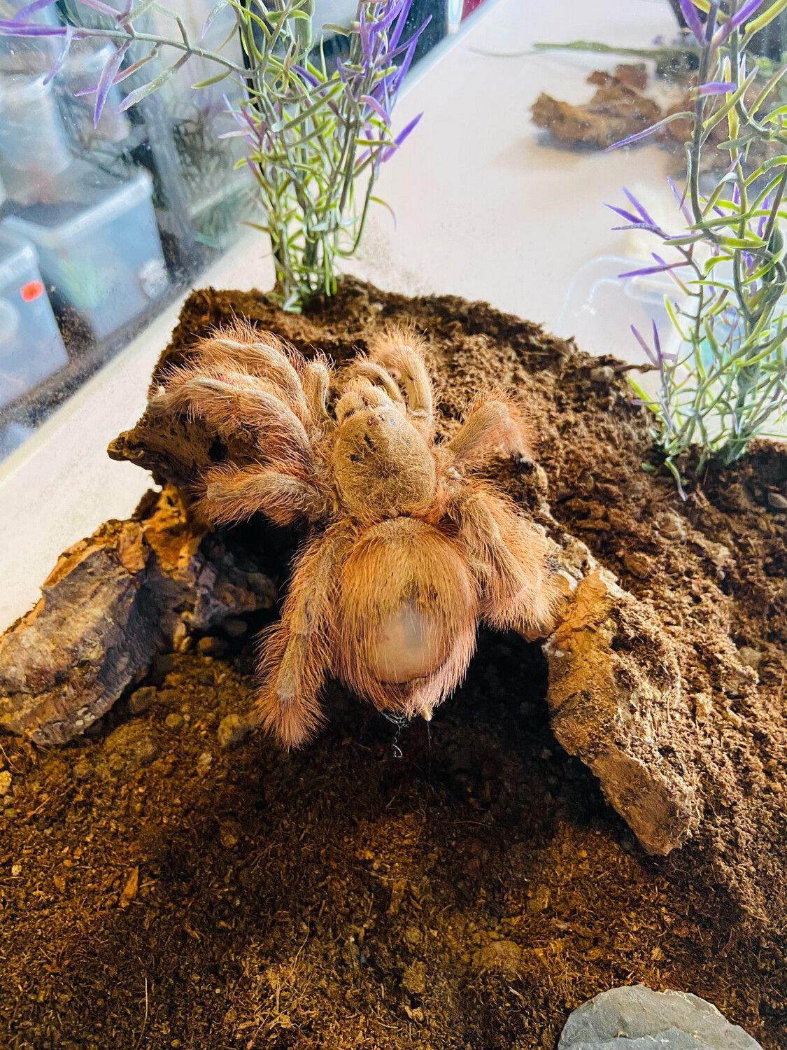 Nhandu tripepii (3,5cm KL)