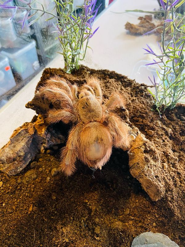 Nhandu tripepii (3,5cm KL)