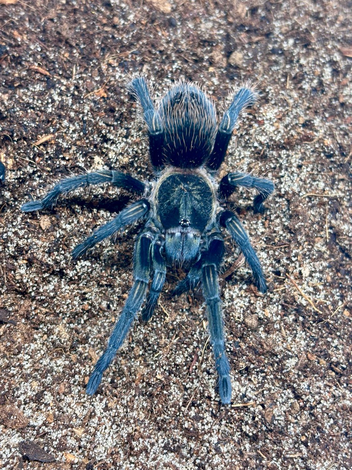 Ewok pruriens (3cm KL)