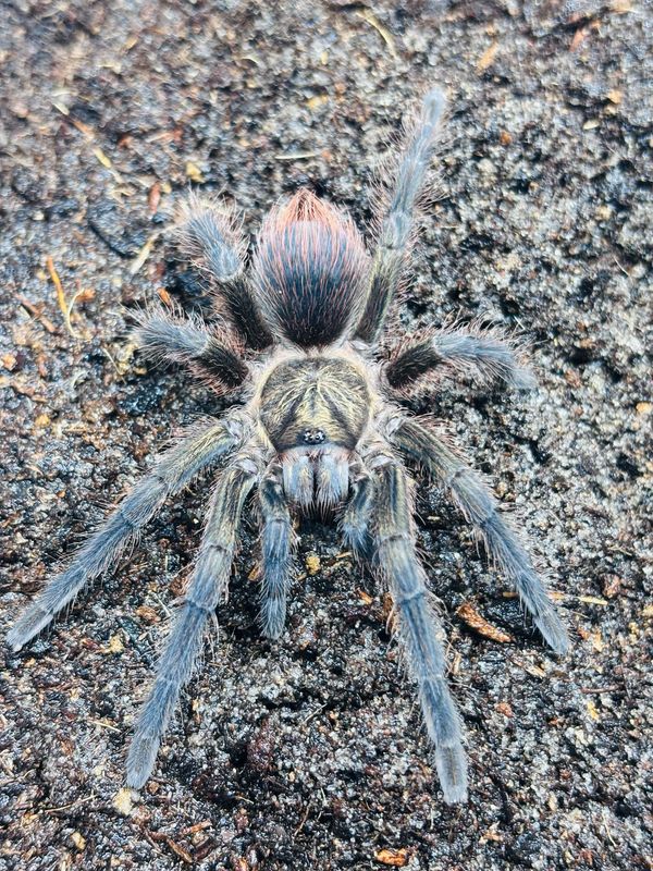 Phormictopus auratus (2,5cm KL)