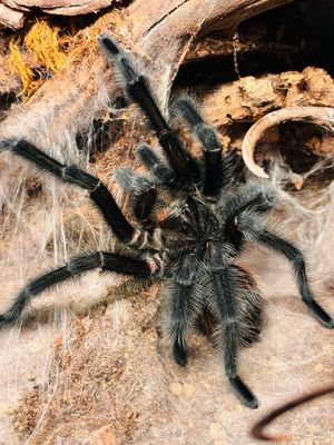 Grammostola actaeon (RH 05/26)
