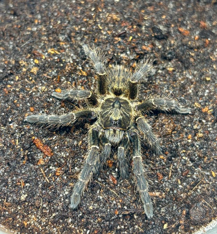 Ceratogyrus darlingi (3cm KL)