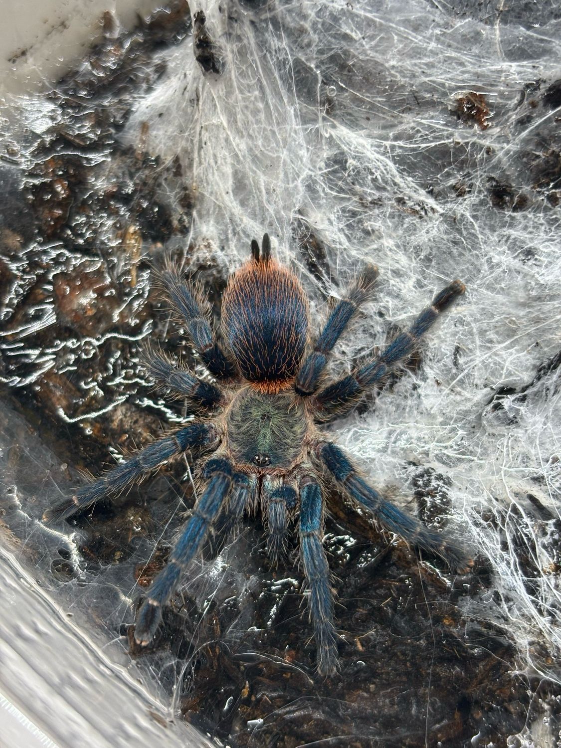 Dolichothele diamantinensis (2,5cm KL)