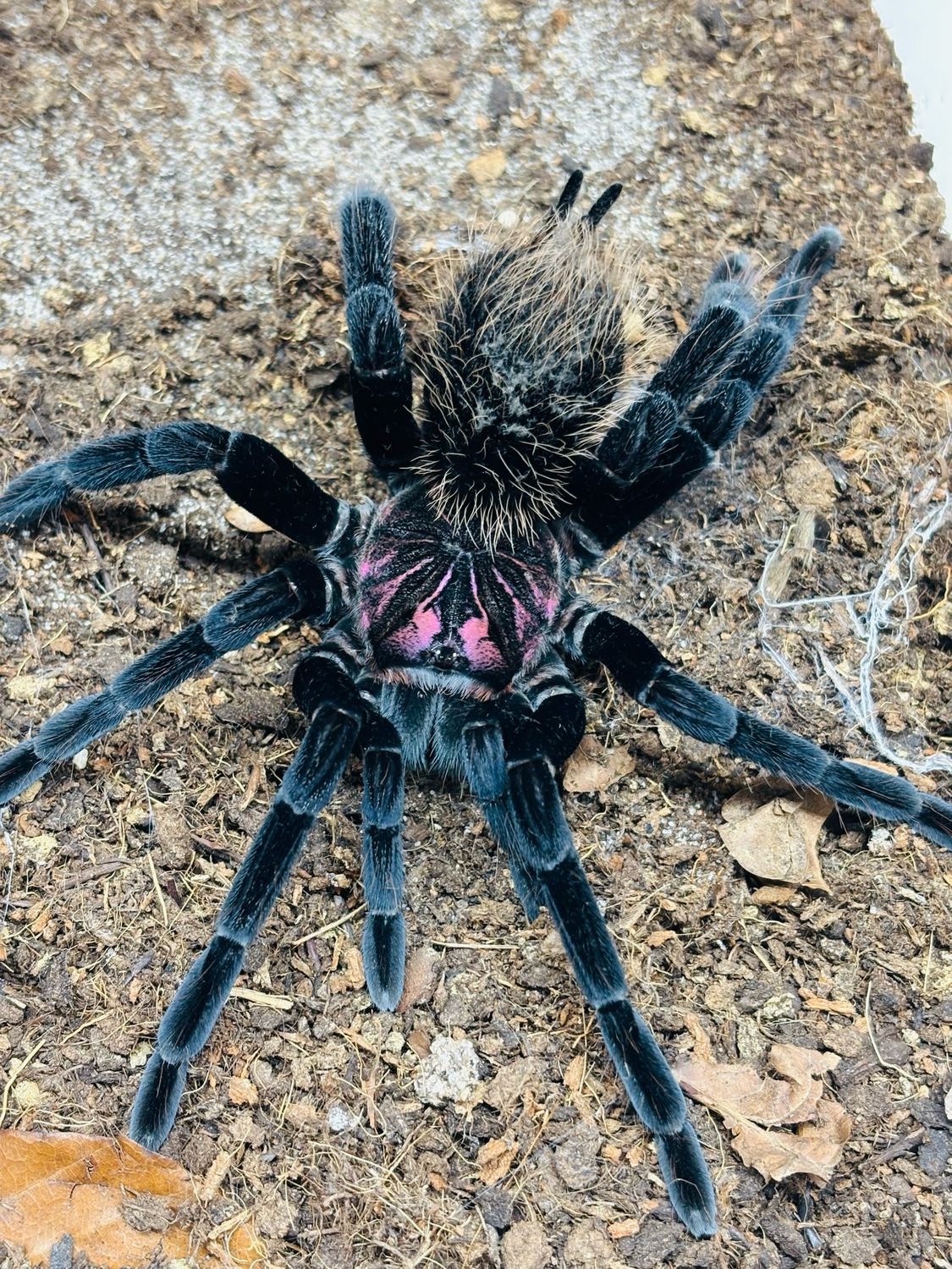 Xenesthis immanis (7cm KL)