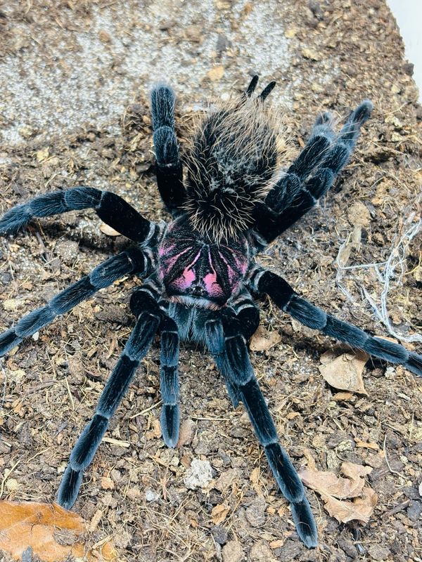 Xenesthis immanis (7cm KL)