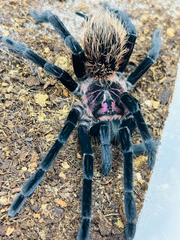 Xenesthis immanis (3cm KL)