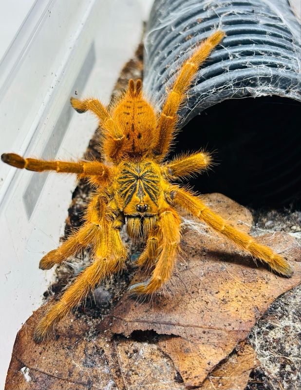 Pterinochilus murinus rcf (3cm KL)