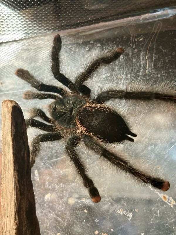 Avicularia avicularia (4cm KL)