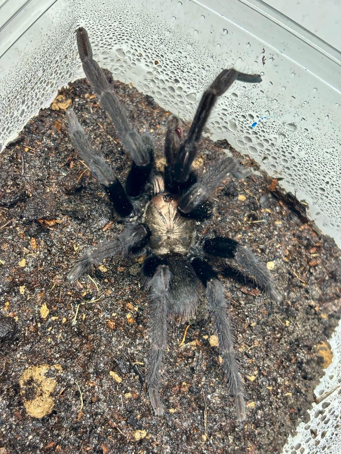 Cilantica psychedelicus (ex Haploclastus devamatha [adult])