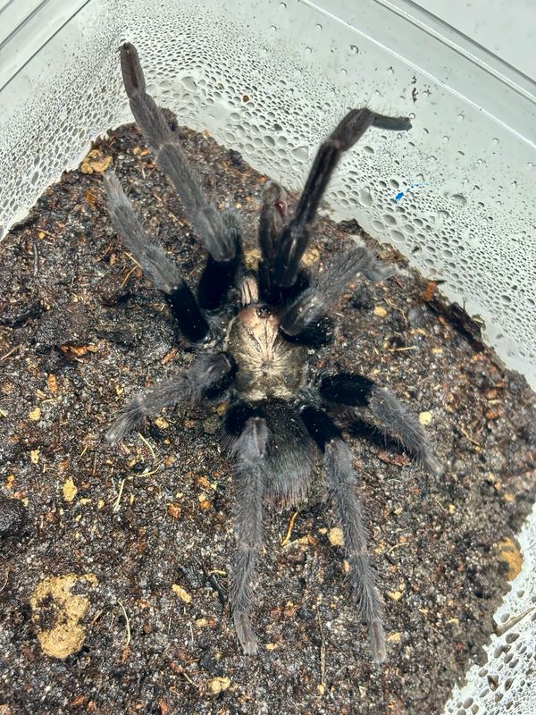 Cilantica psychedelicus (ex Haploclastus devamatha [adult])