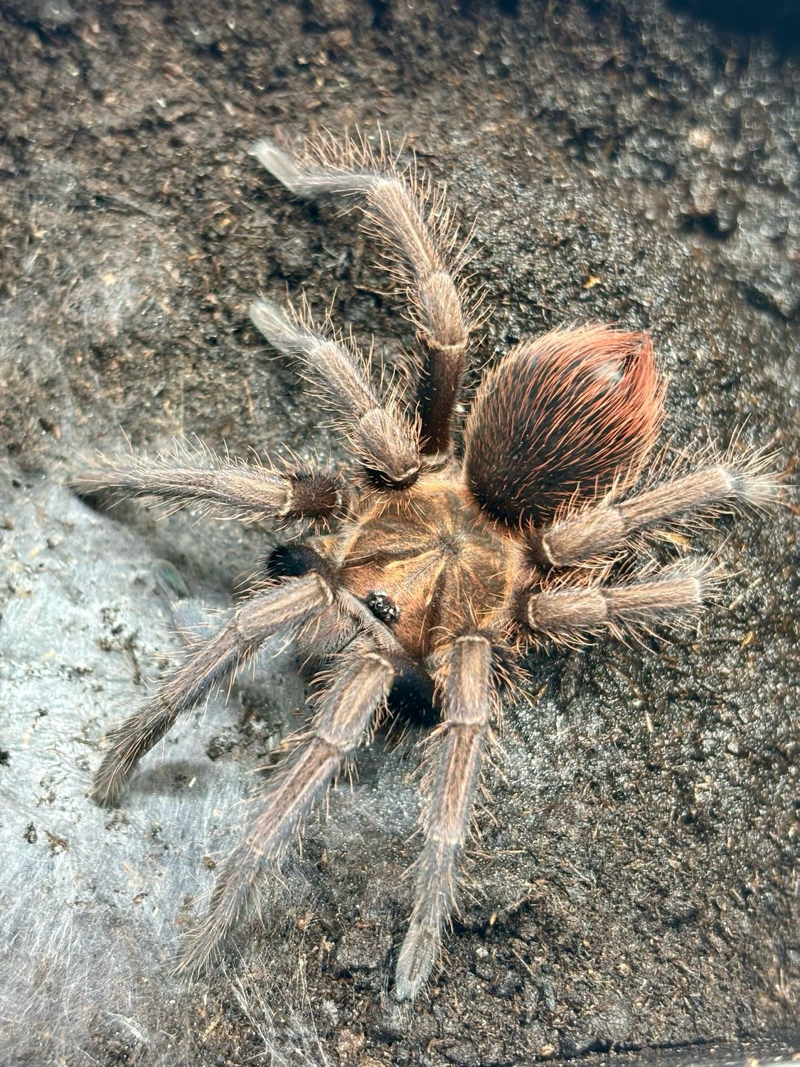 Phormictopus sp. Bayahibe (3cm KL)