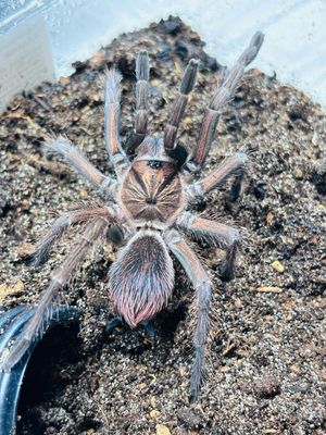 Phormictopus sp. Bayahibe (3cm KL)