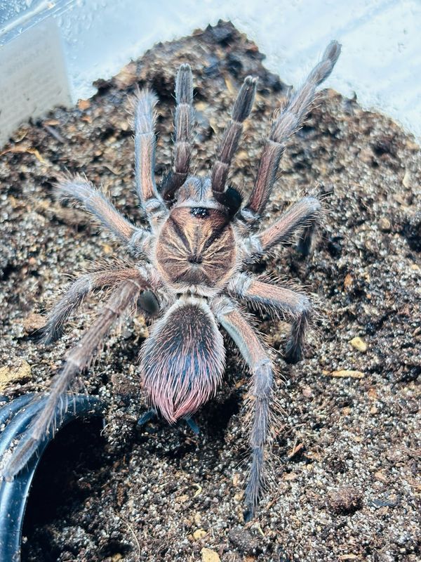 Phormictopus sp. Bayahibe (3cm KL)