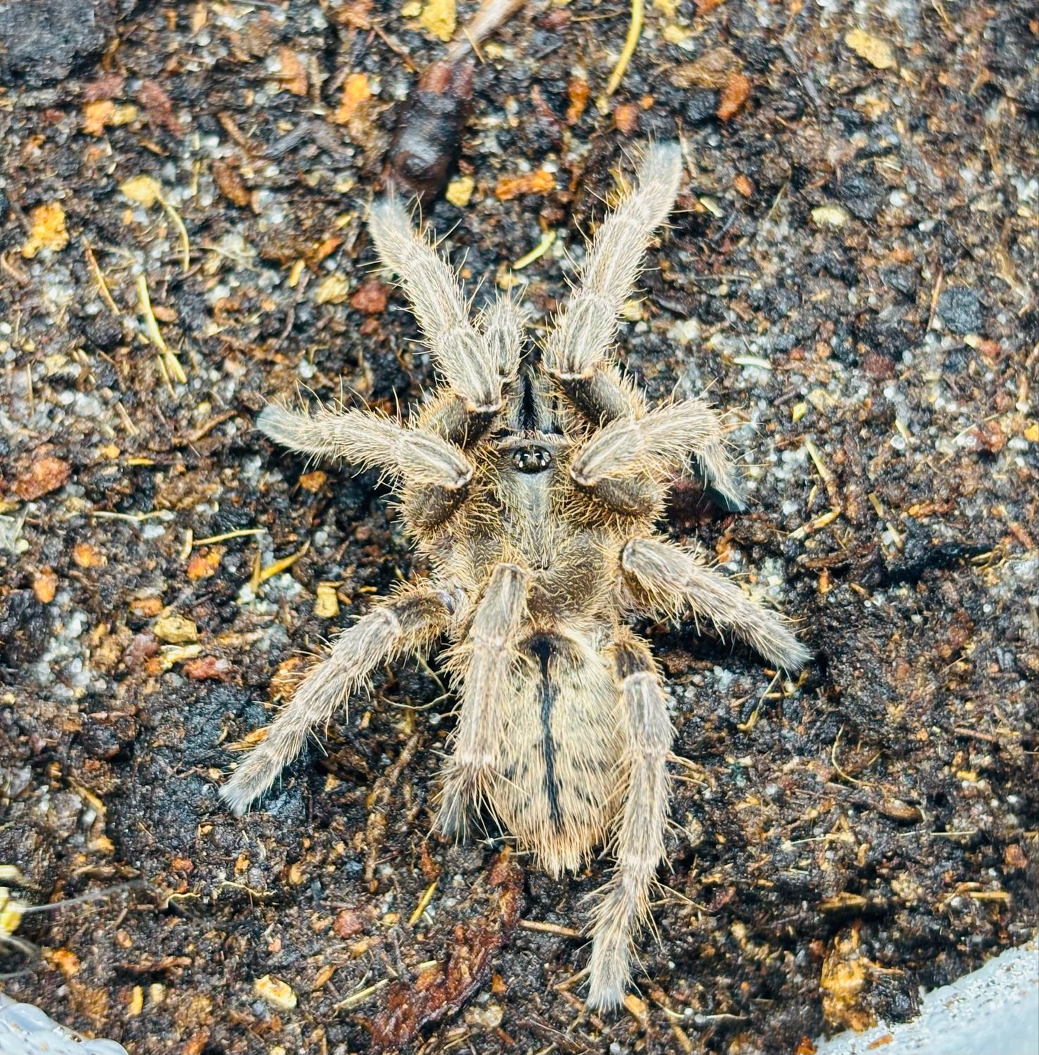 Cyriopagopus albostriatum Ratchasima (2cm KL)