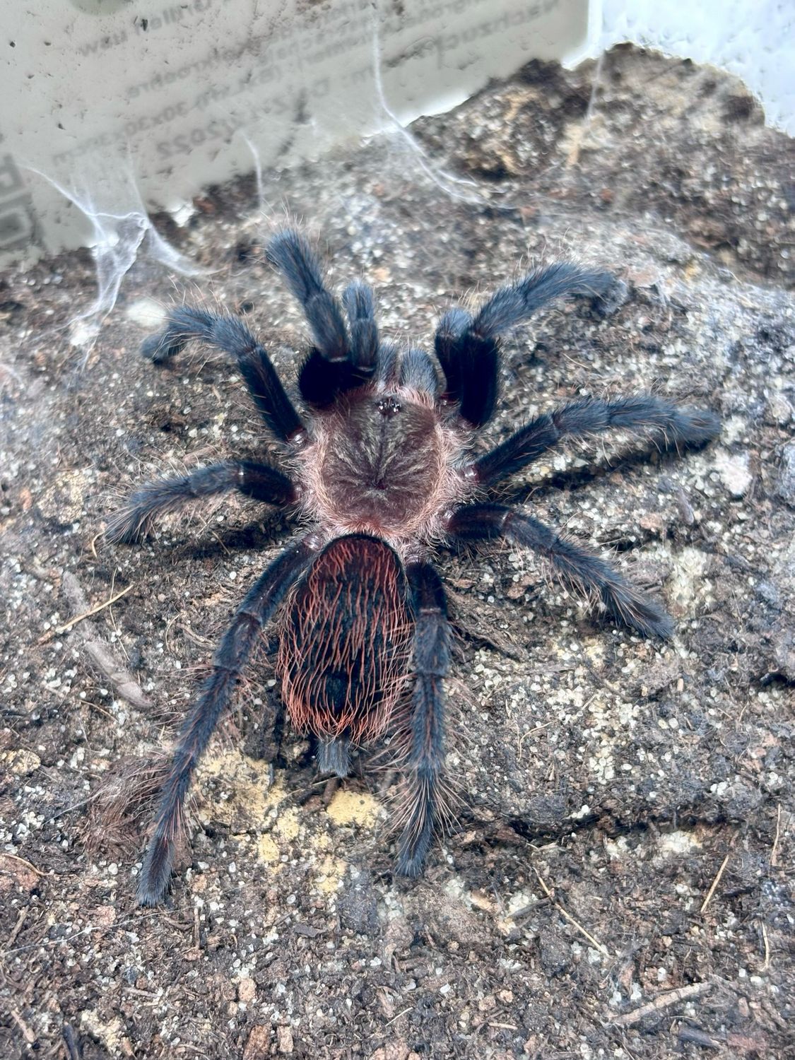 Tliltocatl kahlenbergi (2cm KL DNZ 11/22)