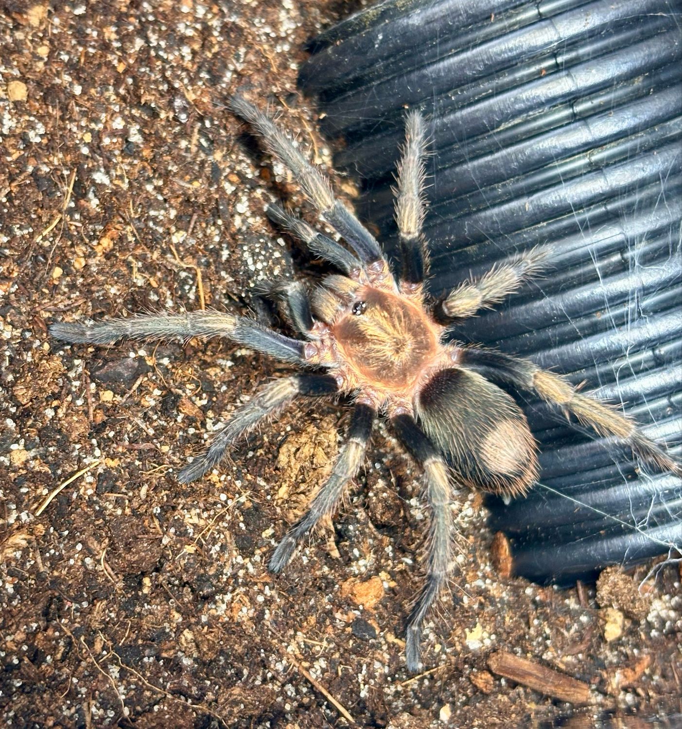 Theraphosidae sp. dorado (2cm KL)