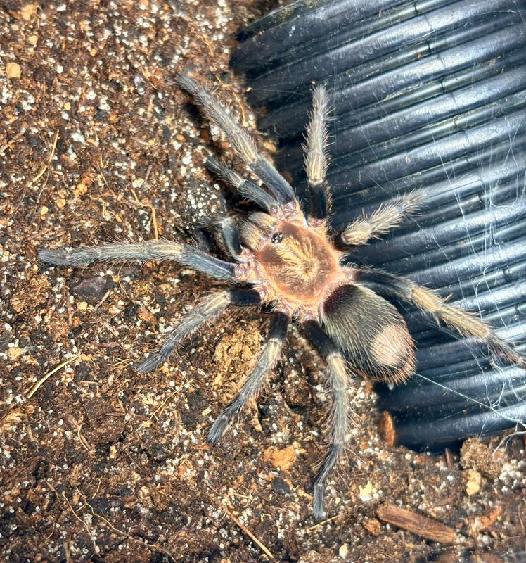 Theraphosidae sp. dorado (2cm KL)