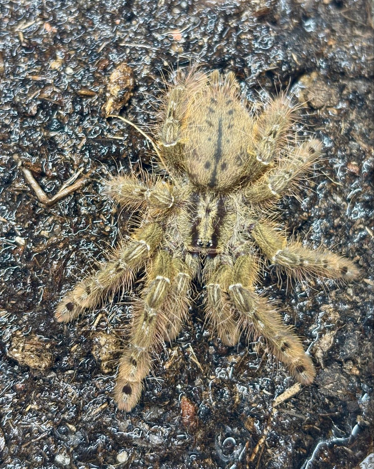 Stromatopelma calceatum (3cm KL)