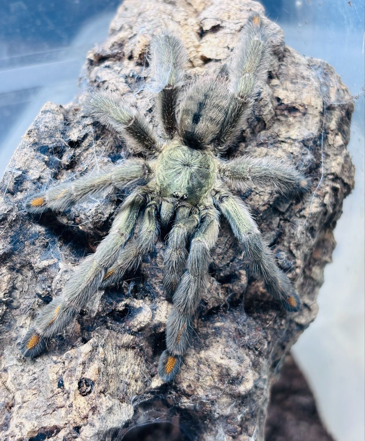 Psalmopoeus cambridgei (2cm KL)