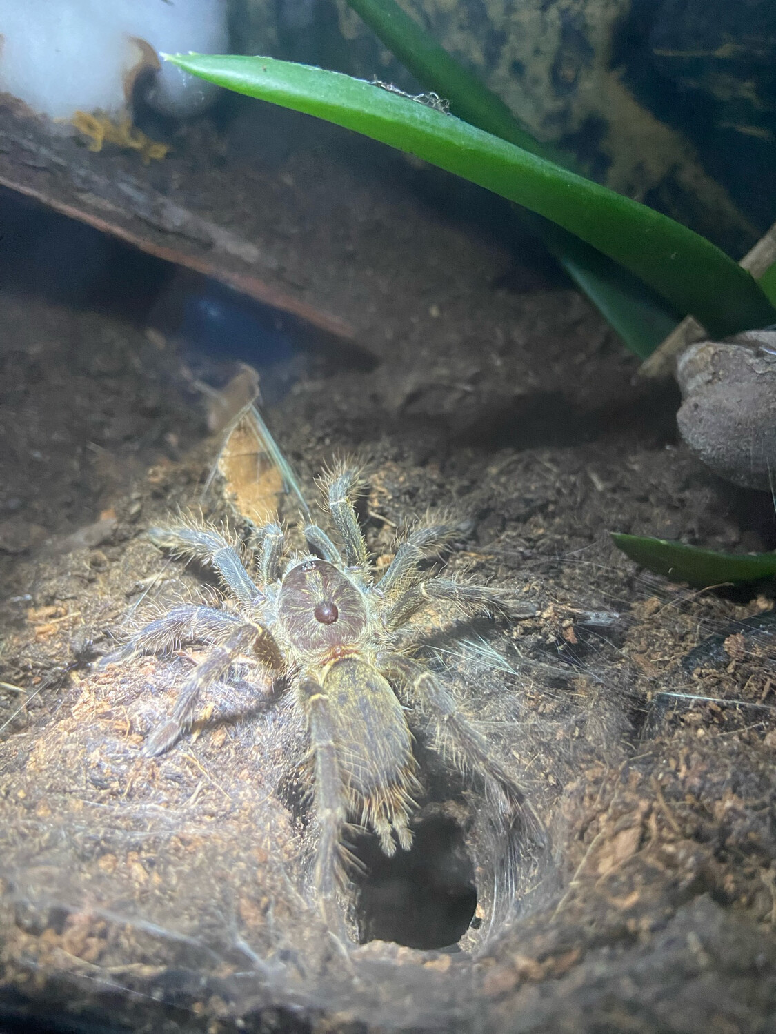 Ceratogyrus darlingi (RH 04/26)