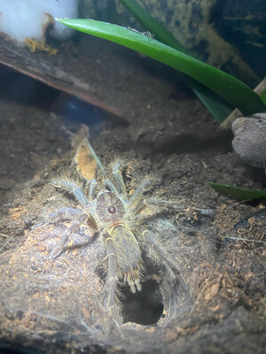 Ceratogyrus darlingi (RH 04/26)