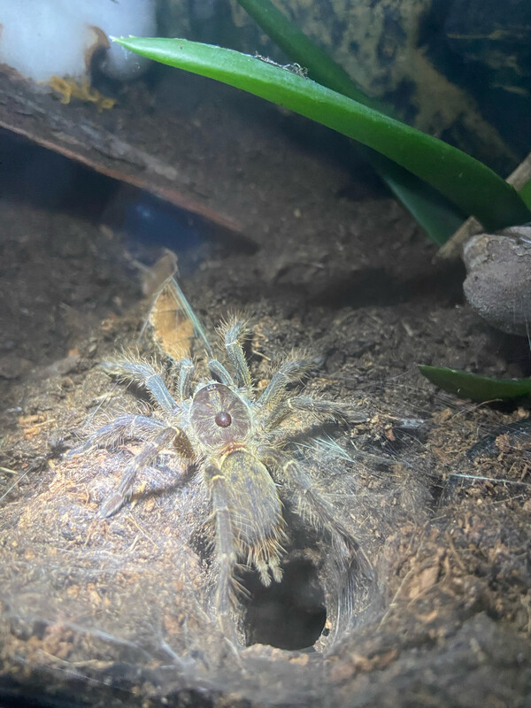 Ceratogyrus darlingi (RH 04/26)