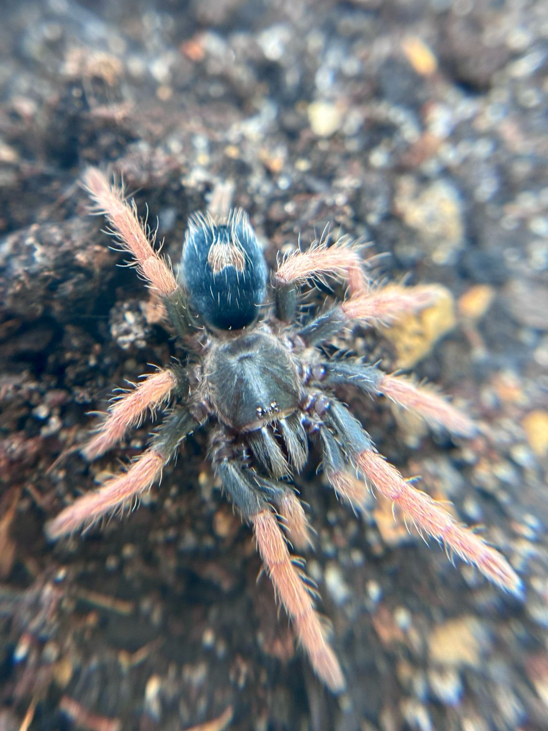 Cyriocosmus aueri (0,8cm KL)