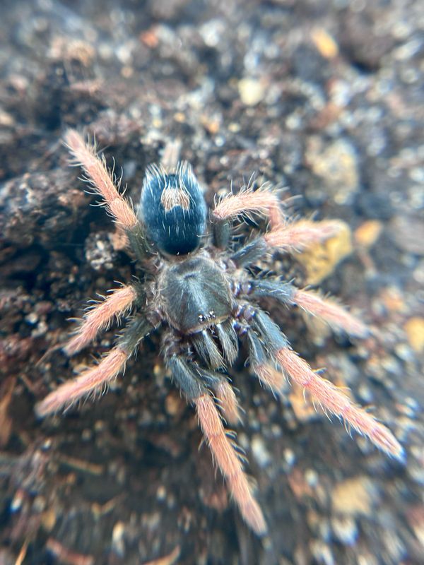 Cyriocosmus aueri (0,8cm KL)