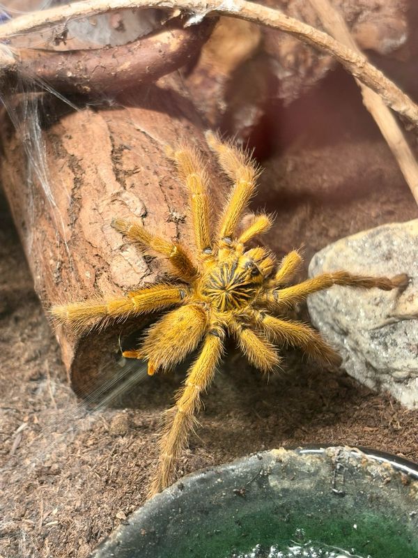 Pterinochilus Murinus rcf (RH 04/26)