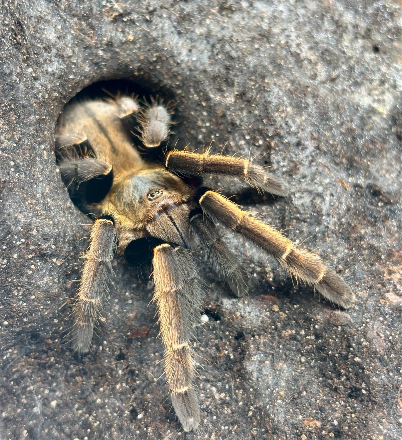 Ornithoctonus aureotibialis (4cm KL)