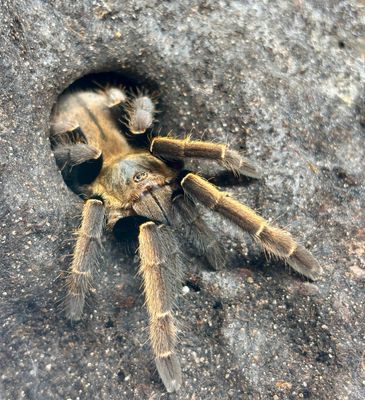 Ornithoctonus aureotibialis (4cm KL)