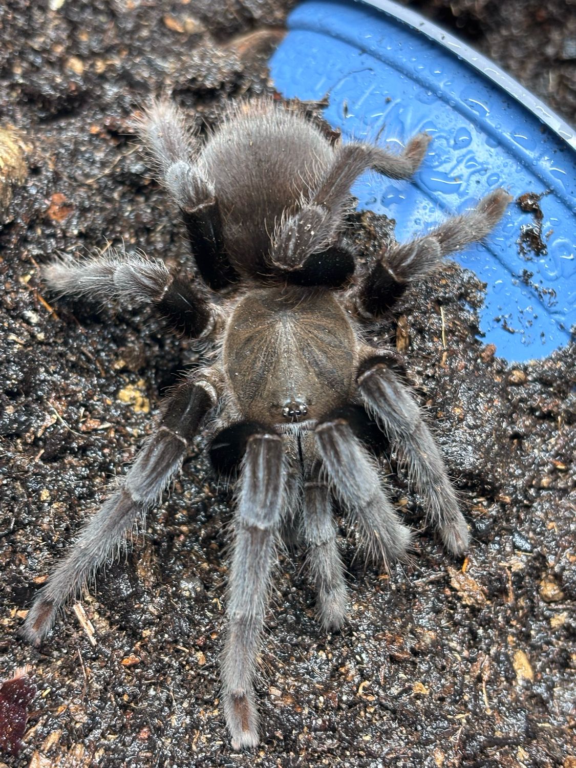 Selenocosmia javanensis (4,5cm KL)