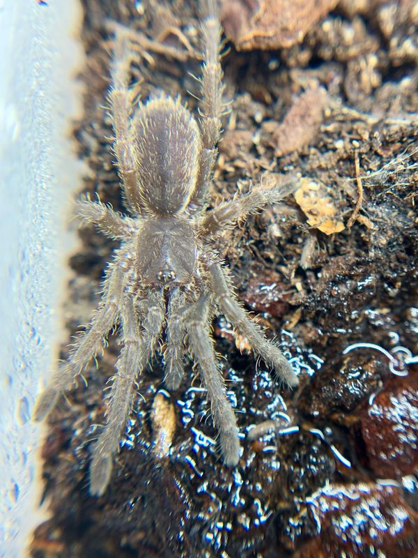 Cyriopagopus albostriatum Ratchasima Nakhon Nayok (2cm KL)