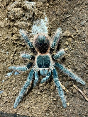 Lasiodora parahybana (4-5cm KL)