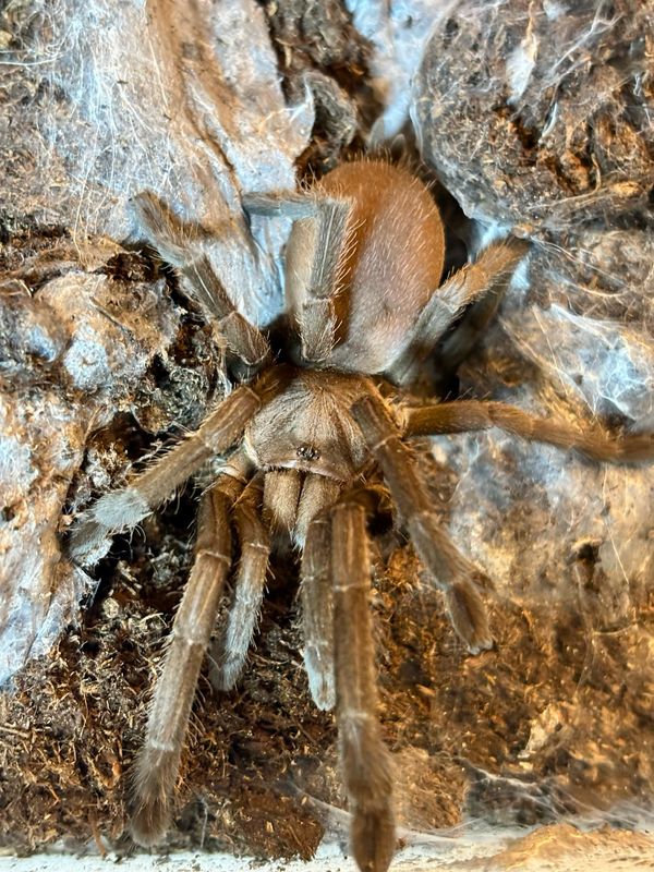 Selenocosmia crassipes (4,5cm KL)