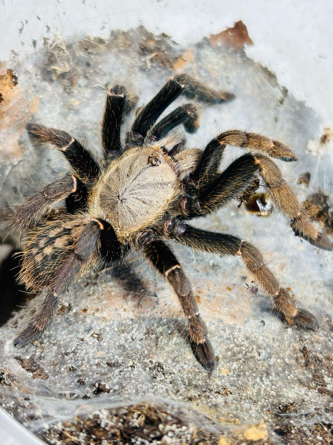 Ornithoctoninae sp. hai-bia (4cm KL)