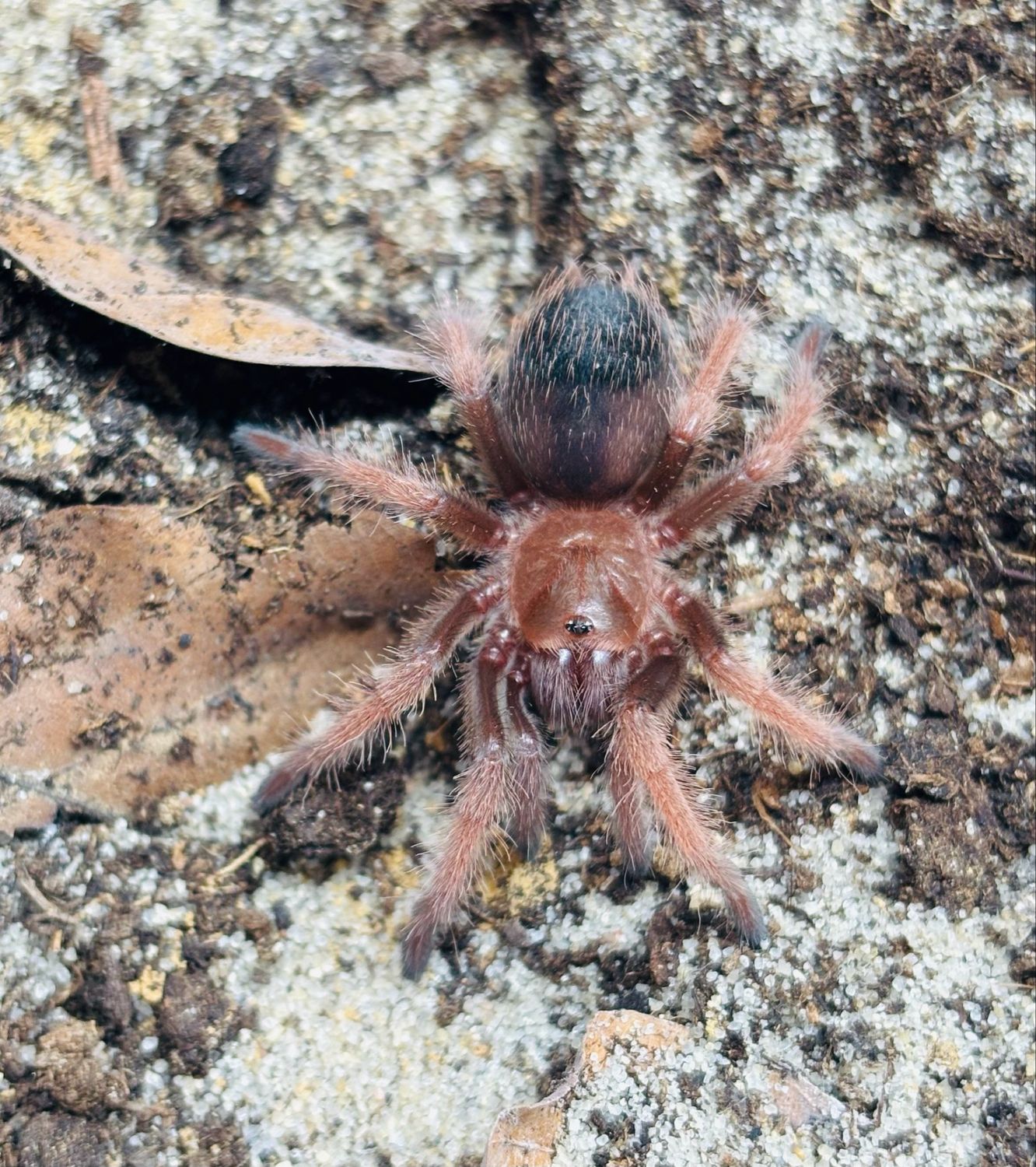 Brachypelma klaasi (1,5cm KL DNZ 9/24)