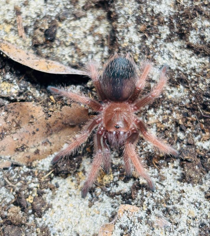 Brachypelma klaasi (1,5cm KL DNZ 9/24)