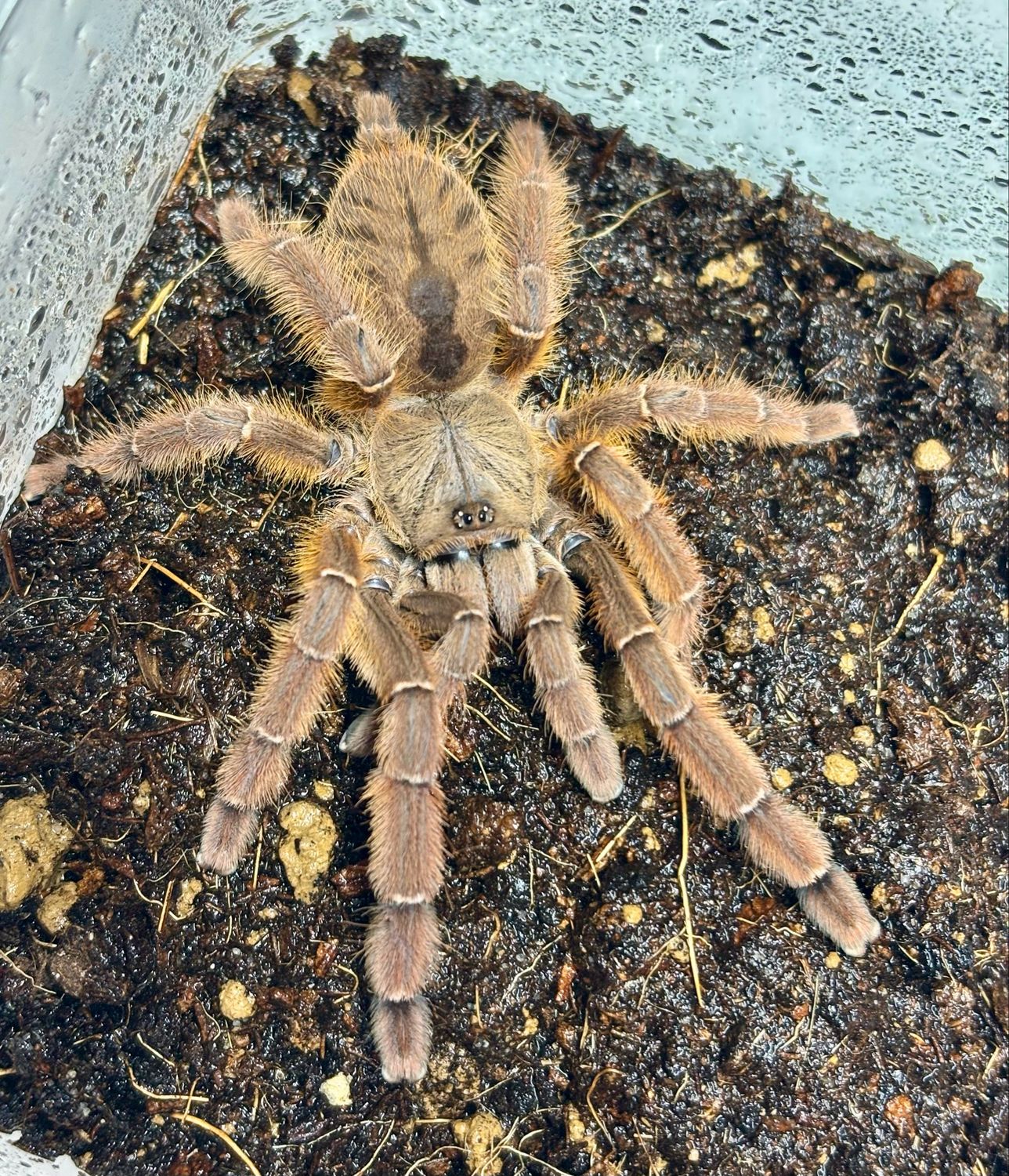 Aspinochilus rufus (3cm KL)