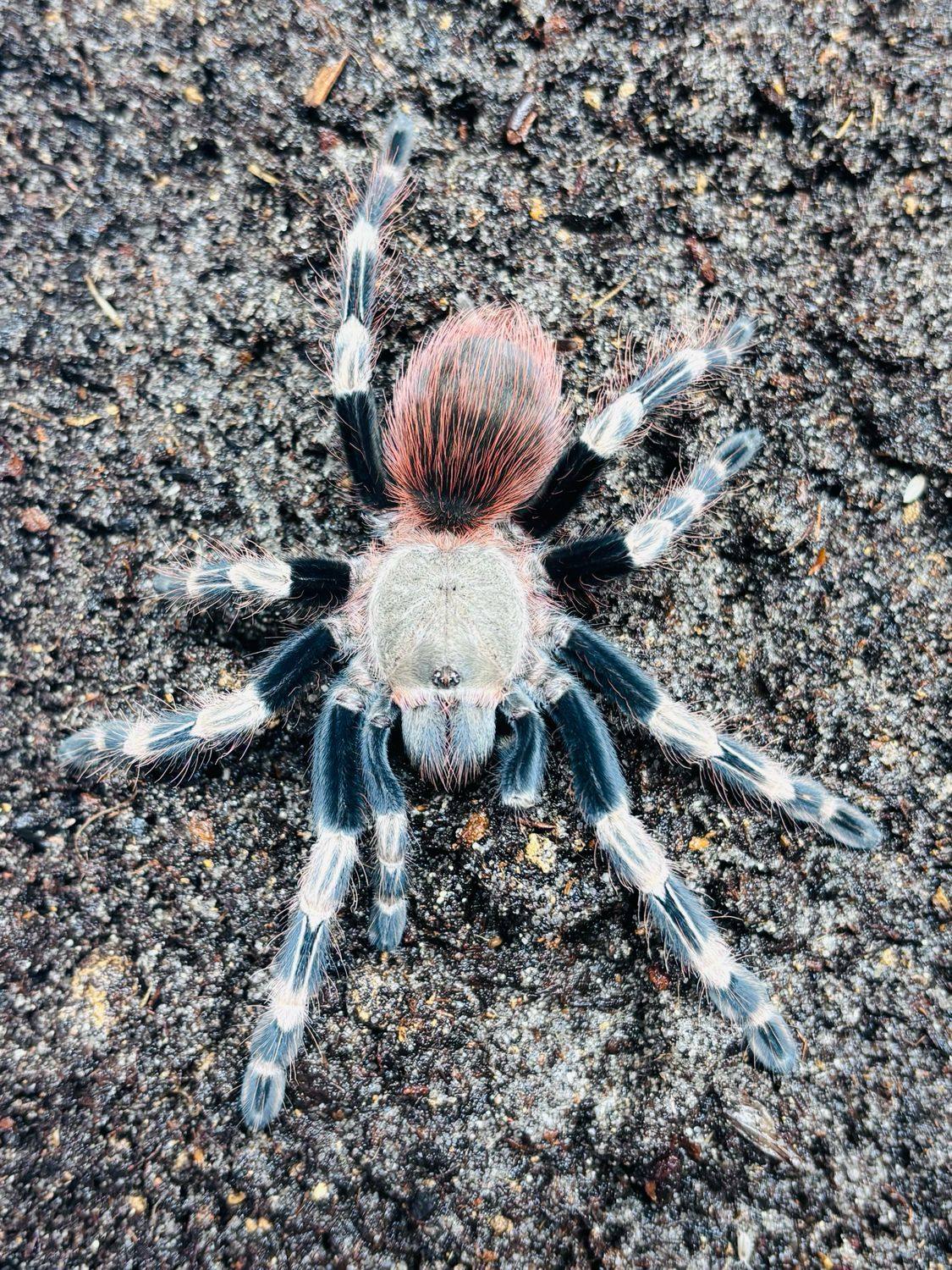 Vitalius chromatus (4cm KL)