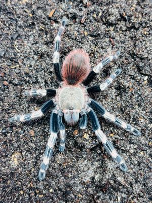 Vitalius chromatus (4cm KL)