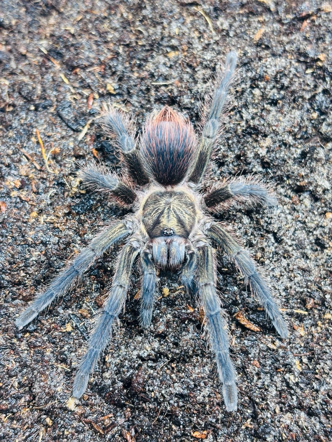 Phormictopus auratus (2cm KL)