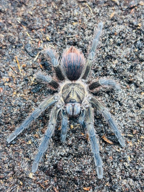 Phormictopus auratus (2cm KL)