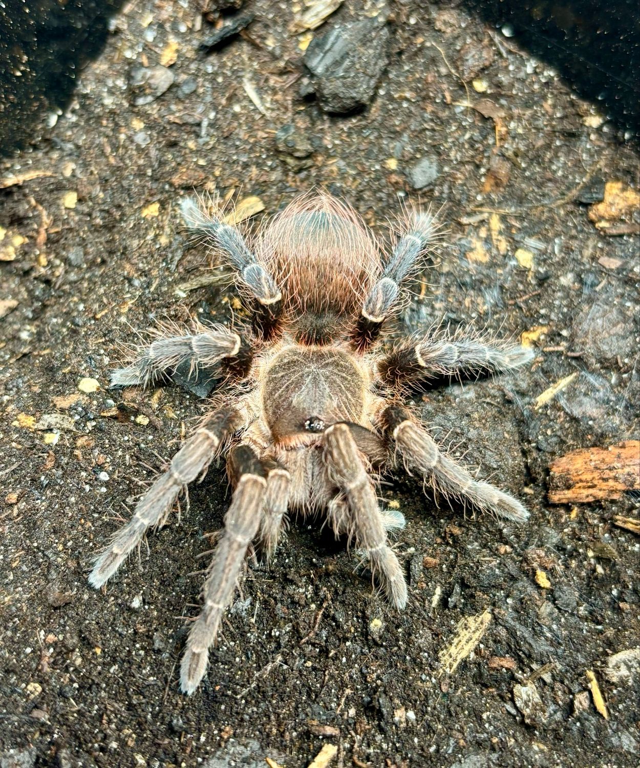 Acanthoscurria theraphosoides (3,5cm KL)