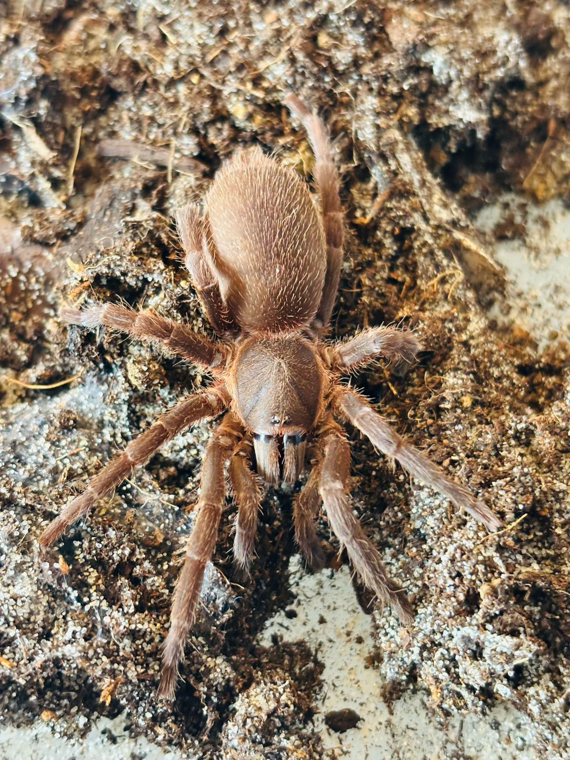 Selenocosmia sp. vietnam darkmen (3,5cm KL)