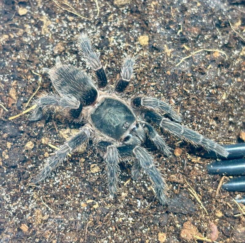 Guyruita cerrado (3cm KL)